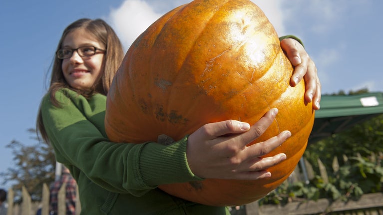 Visitor holding a pumpkin in the walled gardens at Quarry Bank